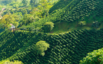 Looking down on a landscape of hills covered in coffee plants near Manizales, Colombia