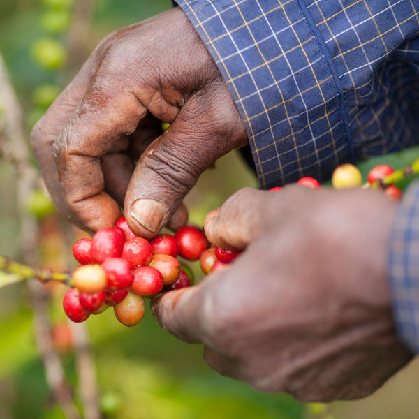 Kenya Fancy Mark