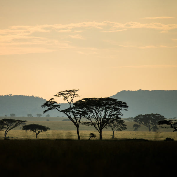 Tanzania Highland Peaberry